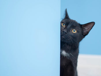 Why Does My Cat Stare At The Wall