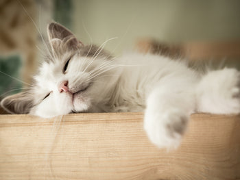 Cat Sleeping With Eyes Open