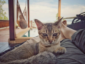 My Cat Has Bad Breath: Potential Causes And Proper Solution