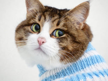 How Many Times A Day Should A Cat Pee