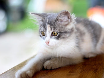 Is Friskies Bad For Cats