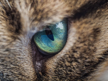 Cat Hair Loss Around Eyes