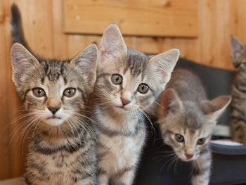Cat Bloody Stool But Acting Normal