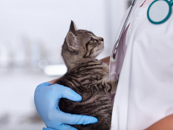 Cat Subcutaneous Fluids Leaking
