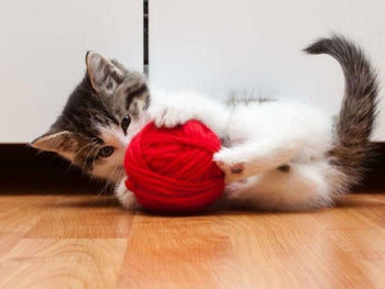 Cat Panting After Playing
