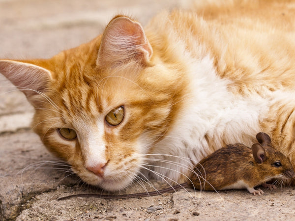 Can declawed cats catch mice