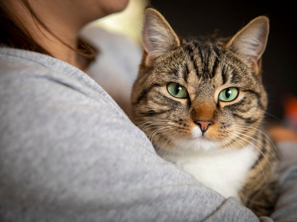 How To Tell If Ringworm Is Healing In Cats