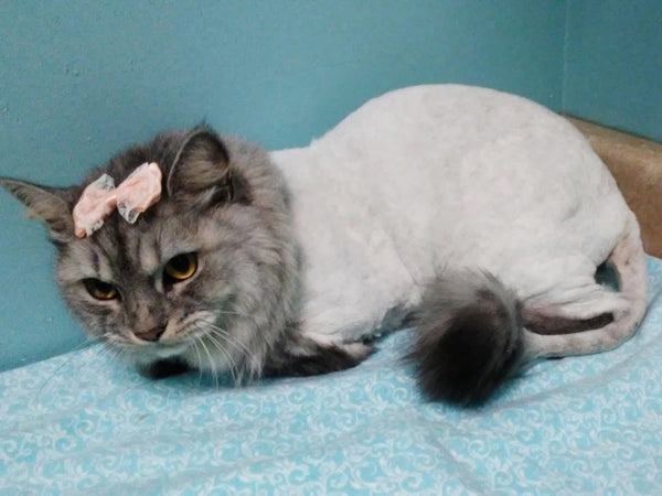 Domestic Medium Hair Cats: Origin And Characteristics Of The Breed
