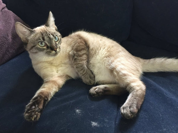 Why does my cat knead me but not my husband?