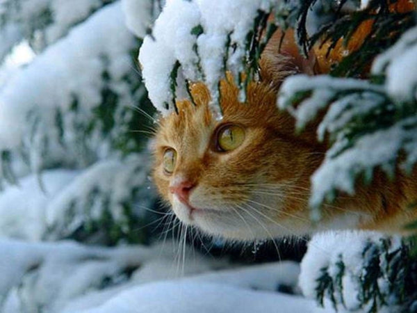 Ideal Room Temperature For Cats In Winter