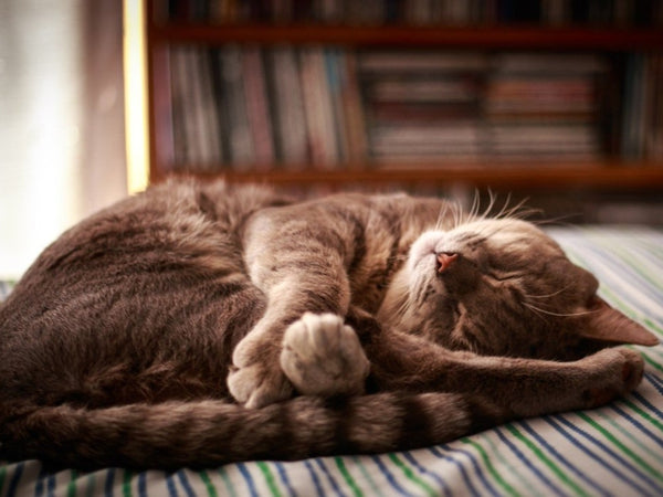 I can feel my cat's spine