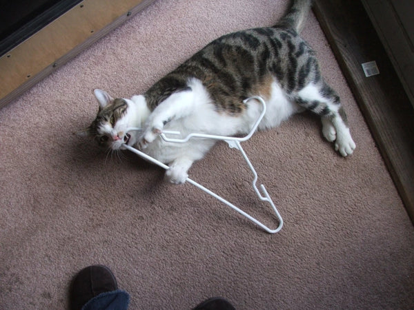 How to tell if your cat is playing or fighting with you?