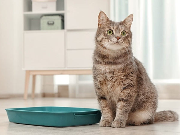 Wellness CORE vs. Complete Health: How to compare big need for cats