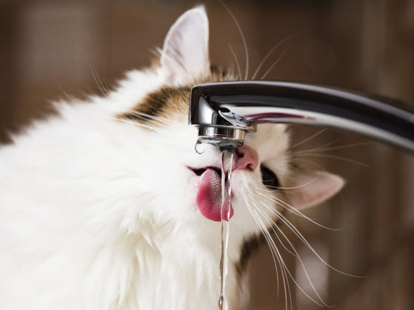 Kitten Won't Drink Water