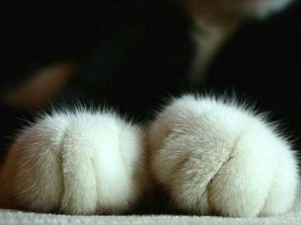 Cutaneous Horn Cat Paw