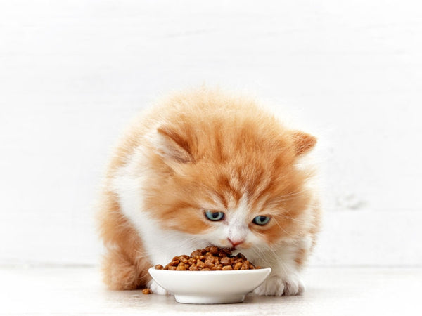 How To Feed Cat Wet Food While Away