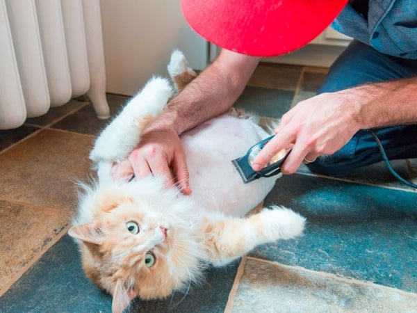 Shaving Cats: Pros And Cons