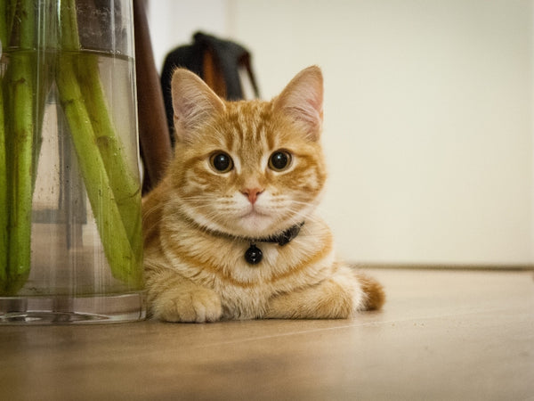 Are Peas Good For Cats