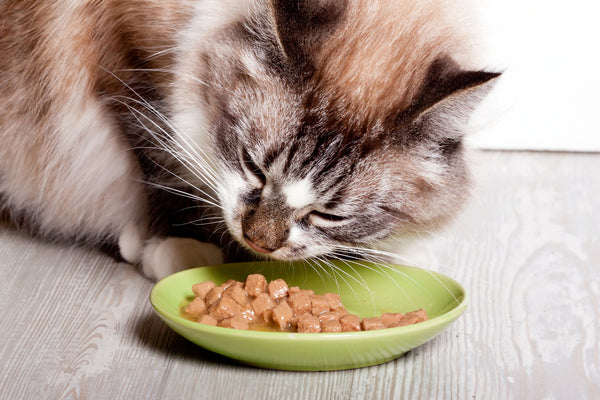 Can I Leave Wet Cat Food Out Overnight