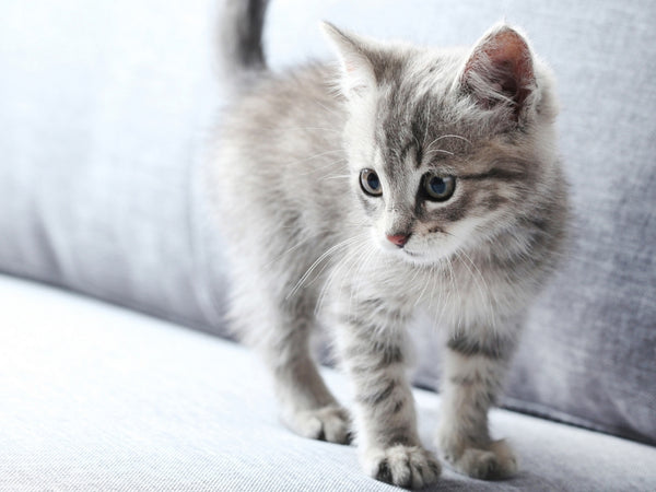 How To Get A Kitten To Drink Water