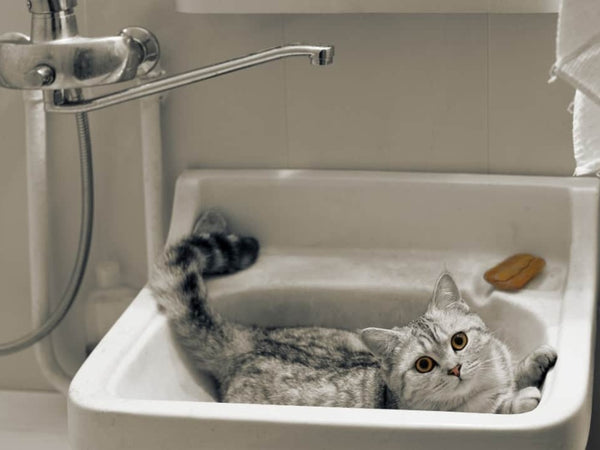 Cat Peeing In Sink