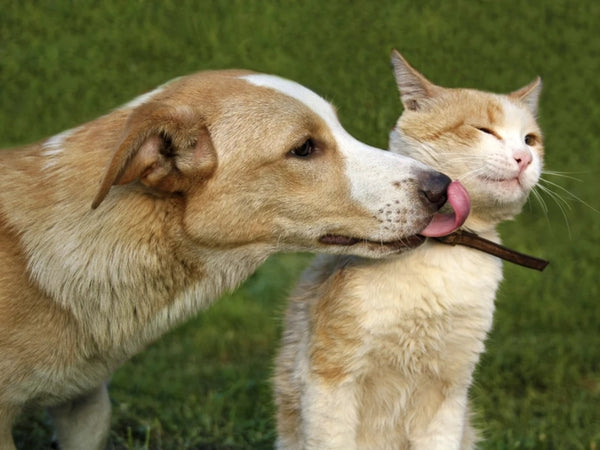 What Does It Mean When A Dog Licks A Cat