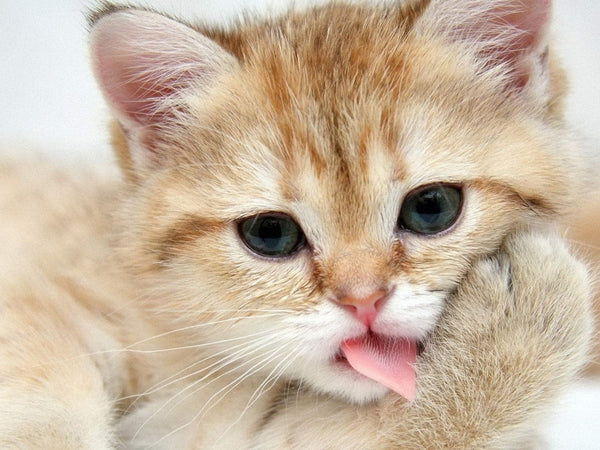 Your Cat Keeps Licking Lips 
