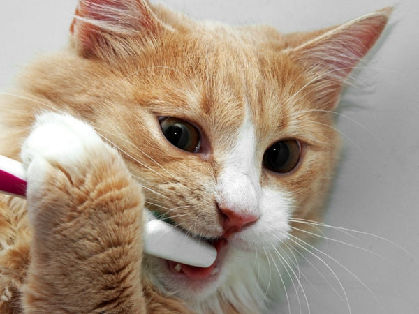 Why Does My Cat Bite Me For No Reason