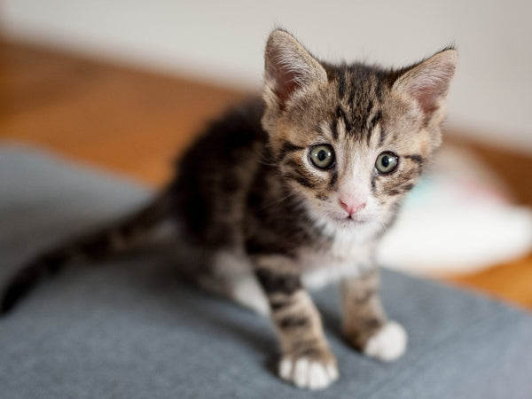 Can I Put Vaseline On My Cat Bum: Essential Insights