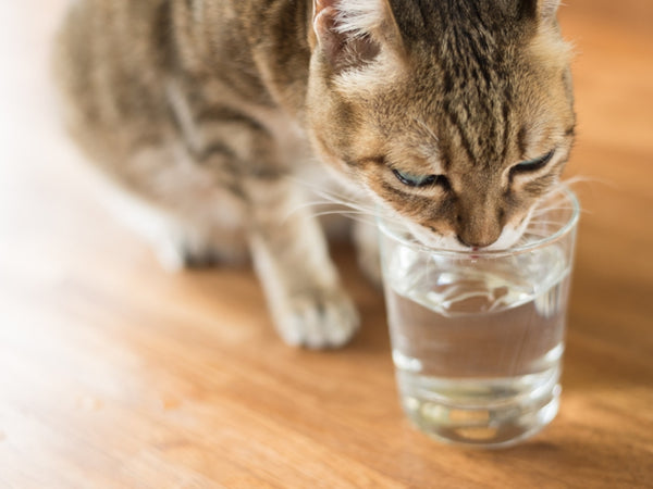 How to get a cat to drink water when being sick