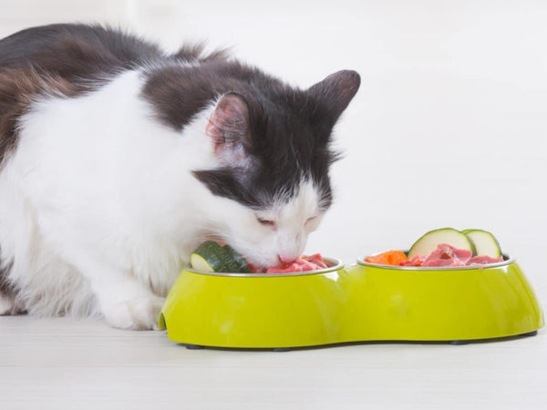 SHOULD YOU USE LOW RESIDUE CAT FOOD