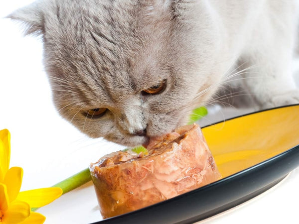 What should you do if your cat won’t eat wet food anymore?