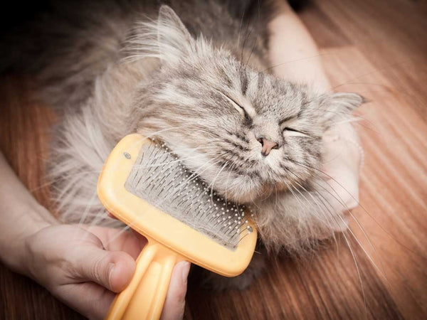 Cat’s Not Cleaning Bum Properly
