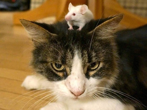 Cat Catches A Mouse