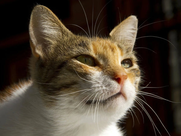 Methimazole For Cats