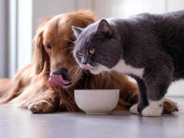 Can You Feed A Cat Dog Food In An Emergency