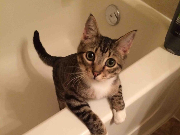 Cats Pooping In Bathtub Repeatedly