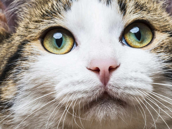 Cats Crying Like A Baby: What's Wrong With Your Pet