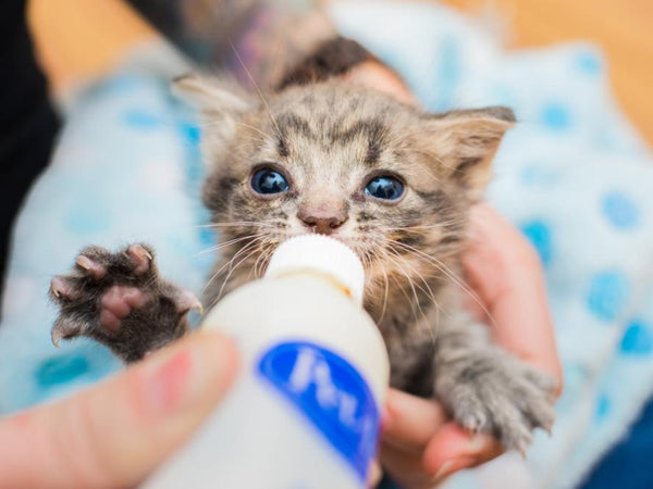 Bottle-Fed Kitten's Personality: What Pet Owners Need To Know