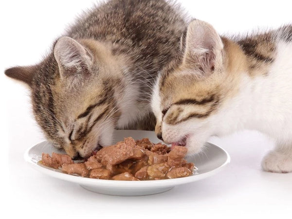 The Difference Between Kitten And Cat Food