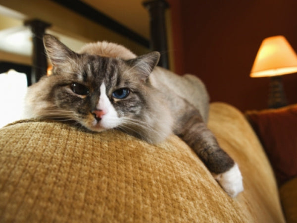 My Cat Peed On My Clothes 