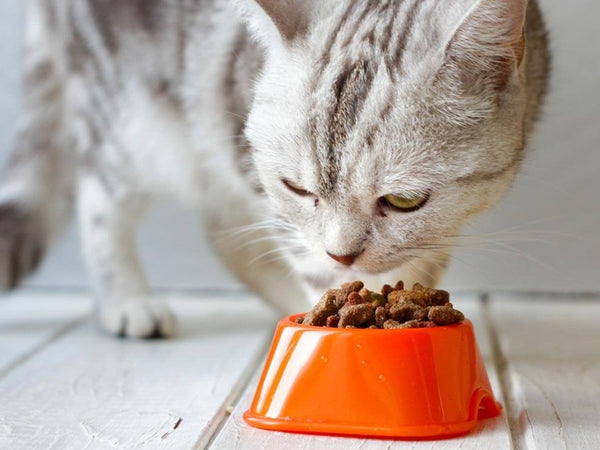 Does dry cat food go bad?