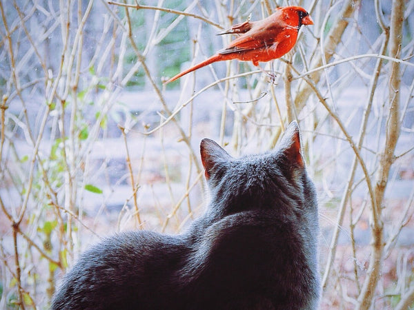 Can Birds Eat Cat Food