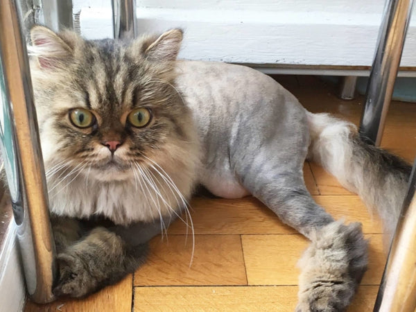 Lion Cut For Cats