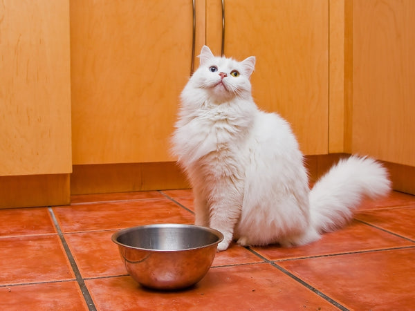 Should I Leave Food Out For My Cat At Night: Expert's Opinion