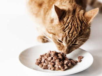 How Long Can A Cat Go Without Eating