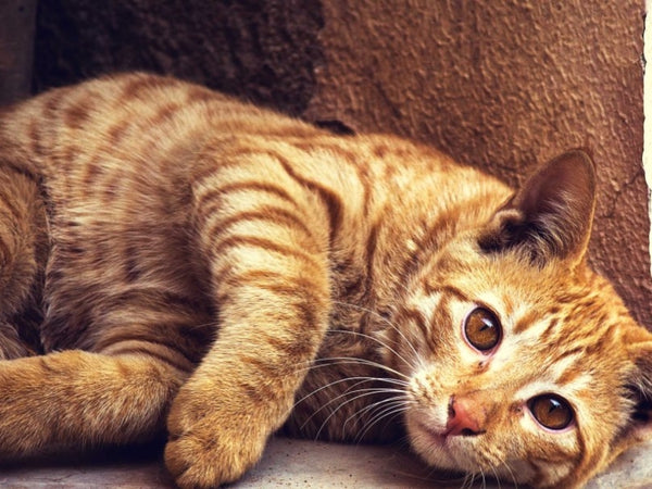 The secrets of how much penicillin to give a cat