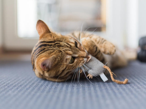 Slippery Elm For Cats With IBD: Information