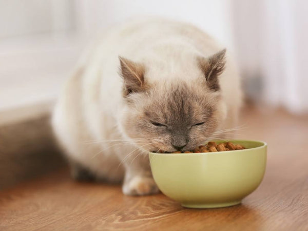 Can Cats Eat Black Beans: What Pet Owners Must Remember