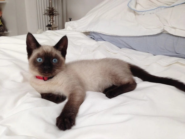 Is My Cat Part Siamese: An In-Depth Identification Guide